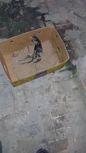 Image result for Muhurraq 2012 Cygnet