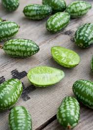 Image result for Melothria