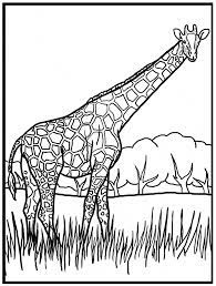 The pages can be printed for free and can be used for both school and home purposes. Get This Giraffe Coloring Pages Realistic Animals 62419