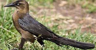 Black Bird With Long Tail Great Tailed Grackle Grackle Common Birds Black Bird