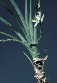 Image result for Chlorophytum macrophyllum