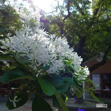板橋農村公園流蘇花落宛如4月雪 plants