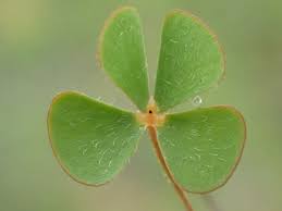 Image result for Marsilea vera