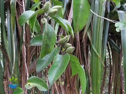 Image result for Dolichopentas