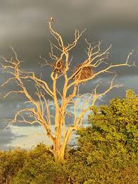 No other publication matches our coverage of hunting, fishing, guns, gear, tackle, conservation, outdoor news, and wildlife subjects. African Fish Eagle On Top Of Leadwood Tree On Kilombero And Luwegu Rivers Picture Of Roho Ya Selous Selous Game Reserve Tripadvisor