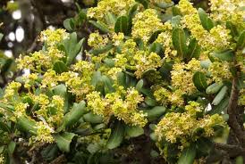 Image result for Pappea capensis