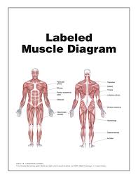 Muscle Diagram Brittney Taylor