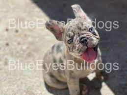 The french bulldog has the appearance of an active, intelligent, muscular dog of heavy bone, smooth coat, compactly built, and of medium or small structure. Blueeyesbulldogs Is A Breeder Of Akc English Bulldog Puppies And Wboc Tv
