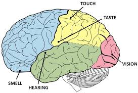 Image result for brain