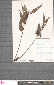 Image result for Malaxis weberbaueriana