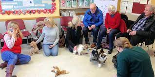 Classes provide critical socialization time with a variety of people and other puppies. Puppy Socialisation Classes Norwood Veterinary Group