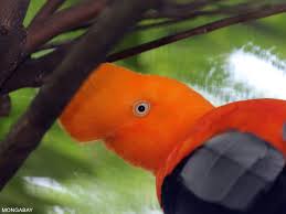 By sheree hooker / 28th april 2021 8th june 2021. Countries With The Most Bird Species