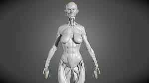 Below are the muscles in the torso and on the back that you need to be aware of. Female Body Muscular System Anatomy Study 3d Model By Ruslan Gadzhiev Ruslangadzhiev 9a596b6 Sketchfab