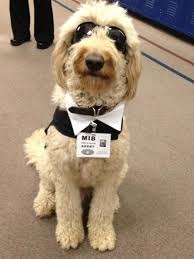 The goldendoodle is a designer dog, a hybrid dog breed resulting from breeding a poodle with a golden retriever. Goldendoodle Halloween Costume Dog Halloween Costumes Goldendoodle Golden Doodle Dog