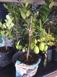 Ia tidak seperti limau nipis atau limau purut yang bersaiz kecil. Hormon Dari Redbull Galak Pokok Lemon Berbuah Impiana