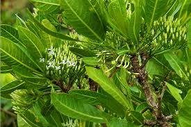 Image result for Pavetta edentula