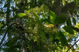 Image result for Astropanax