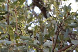 Image result for Pappea capensis