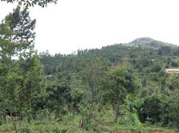 Image result for Afrocarpus usambarensis