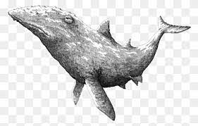 Check spelling or type a new query. Black And White Whale Png Images Pngwing