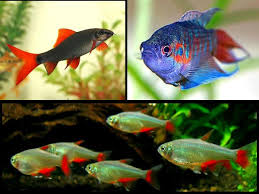 We all understand how animals. Vastu Tips For Fish Aquariums At Home Boldsky Com