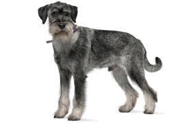 There are 0 available standard schnauzers for sale in texas. Schnauzer Standard Puppies For Sale In Missouri Adoptapet Com
