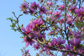 Magnolia trees are diverse in leaf shape and plant form, and this group includes the popular saucer magnolia (m. Tree Profiles Saucer Magnolia Magnolia X Soulangiana Part 1 Iron Tree Tree Knowledge Base