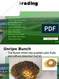 The history of palm oil goes back around 5,000 years to ancient egypt. Ffb Grading Fruit Palm Oil