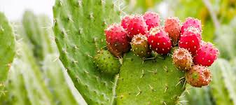 Overwatering can lead to root. Prickly Pear Top 5 Things To Know Tanque Verde Ranch