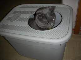 Cat examines kitty litter box with silicate litter. It S Called Clever Cat So Not Sure Our Dumb Fluffy Could Figure It Out Litter Box Clevercat Cat Proofing