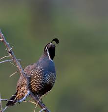 Image result for quail