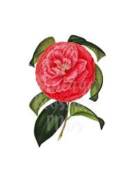 Pin On Vintage Clipart Png Images