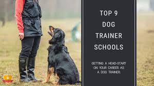 He's a great dog, he just has a lot of energy and we haven't had the time to really train him. at just over 2 years old, they had tried basic training when their dog was younger. Top 9 Dog Trainer Schools For 2021 Choose Wisely
