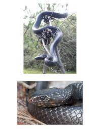 The Longest Snake Native To The U S Eastern Indigo Snake Drymarchon Cooper Ranging 60 84 152 213 Cm In Size Is Enti Long Snake Bluish Photomontage