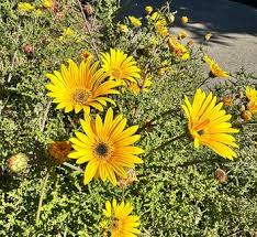 Image result for Arctotis