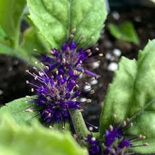 Veronica Shirley Blue