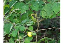 Image result for Solanum viarum