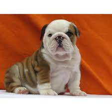 Then contact the listed person for more information. Male And Female English Bulldog Puppies For Sale In Los Angeles California Puppies For Sale Near Me