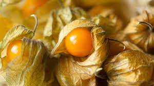 These little guys require a lot of nutrients to grow and produce fruit. Rare Groundcherry Could Soon Be Everywhere Thanks To Gene Editing Howstuffworks