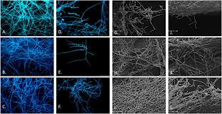 Image result for Diplolophium africanum