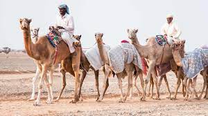 You _talk to your daughter about her future. A Beginner S Guide To The Art Of Shopping For A Camel Adventure Com