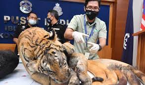 Sementara itu, hidupan liar yang dimaksudkan ialah spesies yang tersenarai di dalam akta pemuliharaan hidupan liar 2010 akta 716. Hukuman Sebat Penjenayah Bunuh Buru Haiwan Liar