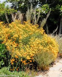 Image result for tagetes)