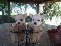 Pin De Criadero Cantillana En Chihuahua Perros Chihuahua Chihuahua Bebe Cachorros Chihuahua