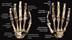 The carpal bones are the eight small bones that make up the wrist (or carpus) that connects the hand to the forearm. Australopithecus Sediba Hand Demonstrates Mosaic Evolution Of Locomotor And Manipulative Abilities Science