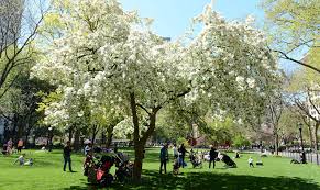 Specialist nursery with 20 years experience. Flowering Trees In Nyc Parks Nyc Parks