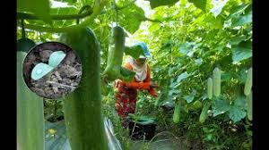 Cara menanam timun anti gagal. Cara Semai Biji Timun Dari Buah Segar Sangat Mudah