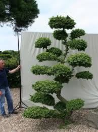 Weitere ideen zu bonsai, garten, bonsai baum. Ulmus Minor Jacqueline Hillier H 280 Cm B 200 Cm Garten Bonsai 101227