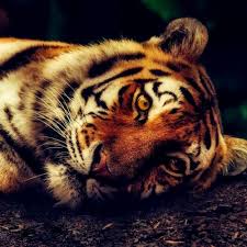 Tiger guarding his pride, showing a true example to the younger generation. Tigers Free Puzzles Collect Online Puzzles
