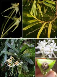 Image result for Tridactyle anthomaniaca